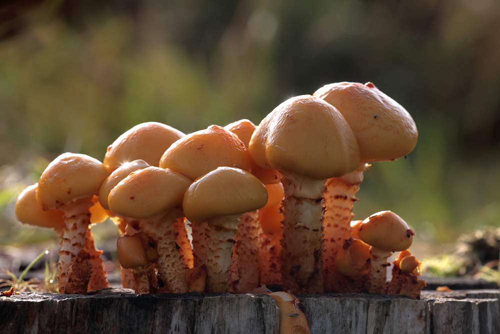 Pholiota sp.